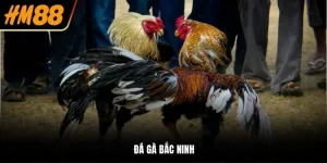 đá gà bắc ninh