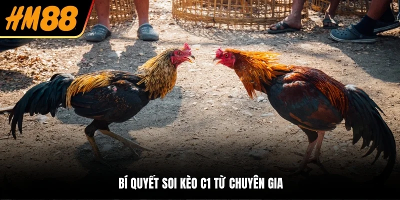 Bí quyết soi kèo C1 từ chuyên gia